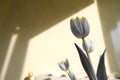 Fresh tulips tinted in grey and yellow very detailed