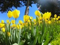 Fresh tulips in warm sunlight Royalty Free Stock Photo