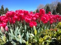 Fresh tulips in warm sunlight Royalty Free Stock Photo