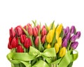 Fresh tulips with water drops. Spring flowers