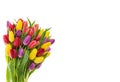 Fresh tulips white background Spring flowers water drops Royalty Free Stock Photo