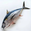 Fresh Tuna Fish Isolated on White Background Royalty Free Stock Photo