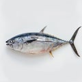 Fresh Tuna Fish Isolated on White Background Royalty Free Stock Photo