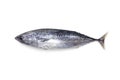 Fresh tuna fish isolated on a white background Royalty Free Stock Photo