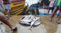 Fresh tuna fish in the port of a fishing village in southern Sri Lanka