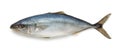 Fresh tuna fish Royalty Free Stock Photo