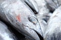 Fresh tuna, just fished. Royalty Free Stock Photo