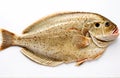 Fresh Turbot fish, cut out on white background