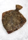 FRESH TURBOT scophthalmus maximus ON ICE Royalty Free Stock Photo