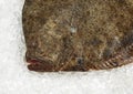 FRESH TURBOT scophthalmus maximus ON ICE Royalty Free Stock Photo