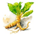 Fresh turmeric (curcuma) root with leaves over white background. Generative AI watercolor illustration