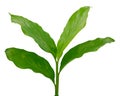 Turmeric leaf isolated on white background Royalty Free Stock Photo