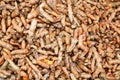 Fresh Turmeric Root or Curcuma Longa Royalty Free Stock Photo