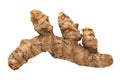 Fresh Turmeric Root Isolated