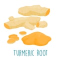 Fresh turmeric root on white background