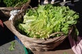 Fresh turnip greens on a basket at local farmers market