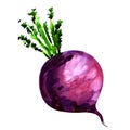 Fresh turnip isolated on white background