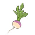 Fresh turnip with leaves for a healthy diet. sketch. Isolated