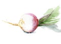 Fresh turnip with leaves for a healthy diet. Watercolor sketch. Isolated. Royalty Free Stock Photo