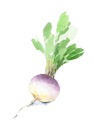 Fresh turnip with leaves for a healthy diet. Watercolor sketch. Isolated. Royalty Free Stock Photo