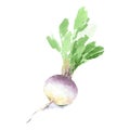 Fresh turnip with leaves for a healthy diet. Watercolor sketch. Isolated. Vector Royalty Free Stock Photo