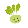 Fresh turnip tuber with top greens. Raw root vegetable with leaf. Healthy food. Doodle veggie icon. Flat vector