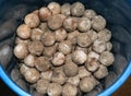 FRESH TURTLE EGGS IN A BUCKET