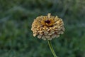 Fresh twig of beige zinnia bloom in the garden