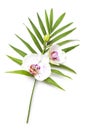 Fresh twig of blooming orchid flowers isolated on white background