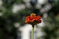 Fresh twig of orange zinnia  bloom in the garden Royalty Free Stock Photo