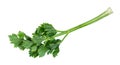 fresh twig of organic celeriac (celery root) plant Royalty Free Stock Photo