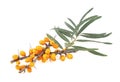 Fresh twig of sea buckthorn berries isolated on white background Royalty Free Stock Photo