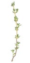 Fresh twig of thyme isolated on white background, top view. Thyme spice Royalty Free Stock Photo