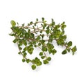 Fresh twig of Thymus pulegioides Tabor plant on white background