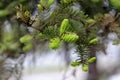 Fresh twigs of pine macro image