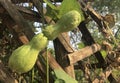 fresh twin green chayote on branch from organic farm.