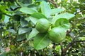Fresh twin lime on tree