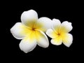 Fresh twin white frangipani is blooming together isolated on black background