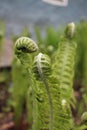 Fresh twisted leaves of wild forest plant fern bloom in spring Royalty Free Stock Photo