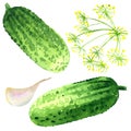Fresh two cucumbers, dill umbrella, garlic, vegetable ingredients for pickle, summer harvest, isolated, hand drawn Royalty Free Stock Photo
