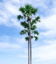 fresh two green palm tree tall on blue sky background. sharp leaves plant tropical fruit trees in thailand Royalty Free Stock Photo