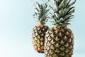 Fresh two pineapple on blue background. Summer concept. Creative flat lay with copy space. Royalty Free Stock Photo