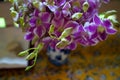 Fresh two-tone color, purple and white, budding and blooming orchid flower arrangement in ceramic vase Royalty Free Stock Photo