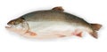 Fresh uncooked arctic char on a white background