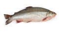 Fresh uncooked arctic char on a white background Royalty Free Stock Photo