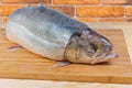 Fresh uncooked arctic char on wooden cutting board close-up