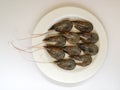 Fresh uncooked king prawns in a white plate on a white background. Delicacy, tasty and healthy sea food, close up, top view Royalty Free Stock Photo