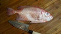 Fresh Fish, Red Big Eye Snapper ready to process for cooking Royalty Free Stock Photo