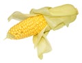 Fresh Uncooked Sweet Corn Cob Royalty Free Stock Photo