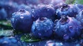Fresh Unic Blueberries with Droplets Royalty Free Stock Photo